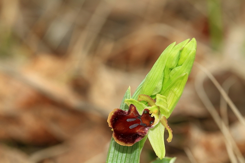 Primizia dal Friuli - Ophrys sphegodes